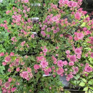 Astrantia major 'Pink Pride' 2L