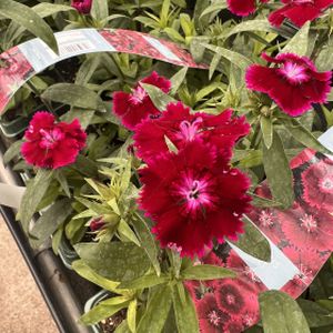 Dianthus Violet Multi-Pack