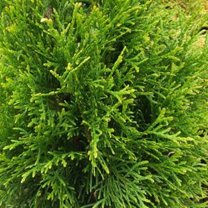 Thuja occidentalis 'Smaragd' (AGM) 35L 150-175