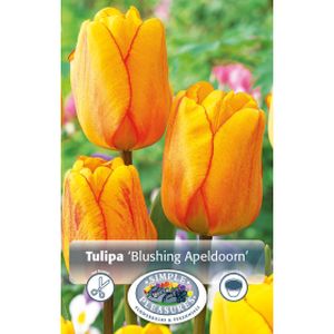 Simple Tulipa Blushing Apeldoorn