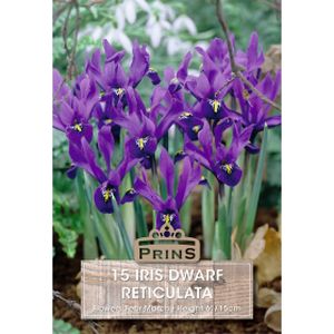 Prins Iris Dwarf Reticulata