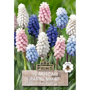 Prins Muscari Pastel Mixed