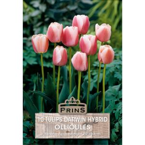 Prins Tulips Ollioules