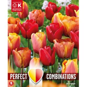 Kapiteyn Tulip Red-Orange-Yellow Blend