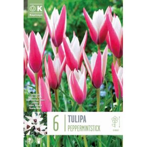 Kapiteyn Tulipa Specie Clusiana Peppermintstick