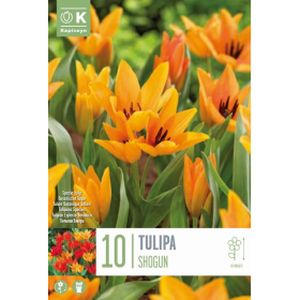 Kapiteyn Tulipa Praestans Shogun