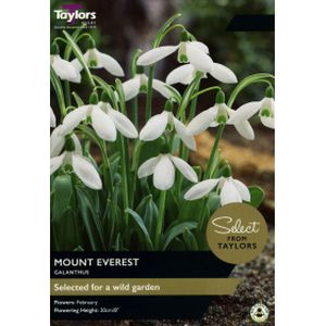 Taylors Galanthus Mount Everest