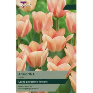 Taylors Tulip Apricona