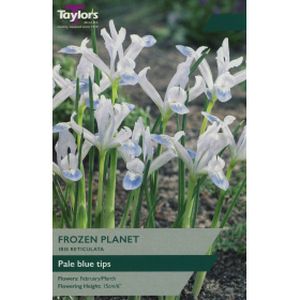 Taylors Iris Frozen Planet