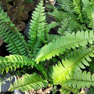 Fern Boston Nephrolepis 'Green Fantasy' (5.5cm Pot)