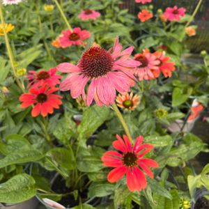 Echinacea 'Papallo Classic Orange Rose' 2L