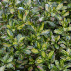 Coprosma 'Lemon & Lime' 7.5L