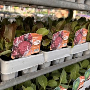 Radicchio Amaranta Multi-Pack