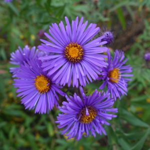 Aster novae-angliae 'Dark Purple' 3L