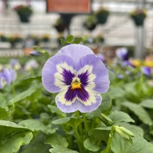 Pansy F1 'Marina' Multi-Pack