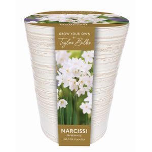 Taylors Indoor Paperwhite Planter