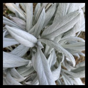 Senecio 'Silver Feathers' 3L