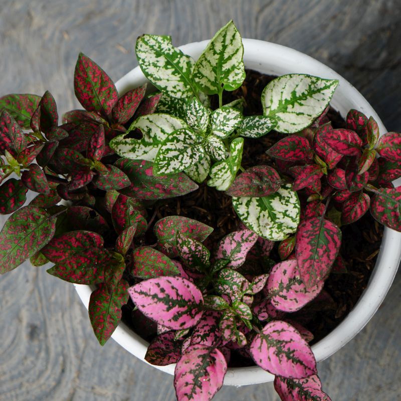 Hypoestes phyllostachya Mixed (11cm Pot) - Coolings Garden Centre