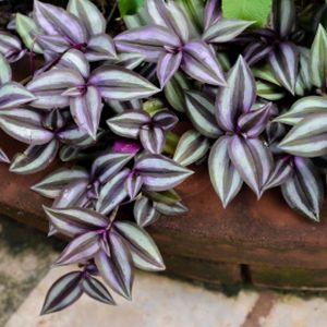 Tradescantia zebrina (10.5cm Pot)