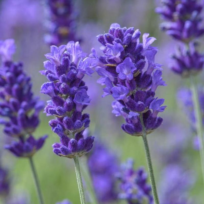 Lavandula angustifolia BeeZee 'Dark Blue' 2L - Coolings Garden Centre