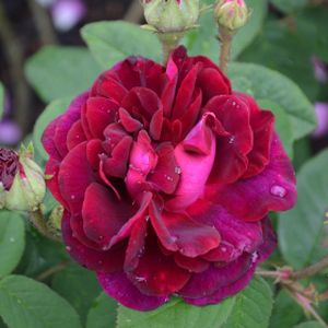 Rosa 'Tuscany Superb' (Shrub) (AGM) 5L