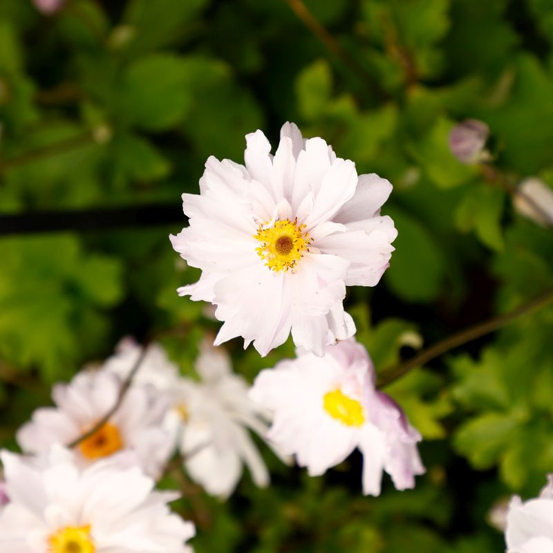 Anemone 'Frilly Knickers' 3L - Coolings Garden Centre