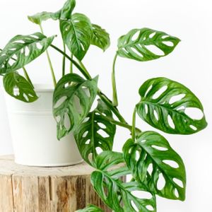 Monstera obliqua 'Monkey Leaf' (15cm Hanging)