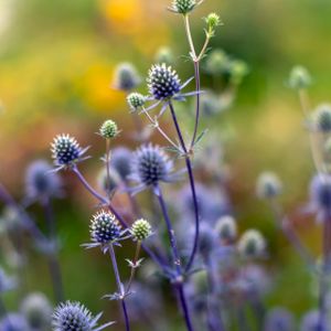 Eryngium planum 'Glitter Blue' 2L