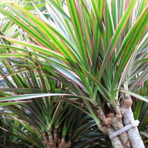 Dracaena marginata 'Bicolor' (12cm Pot)