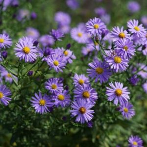 Aster dumosus 'Azurit' 2L