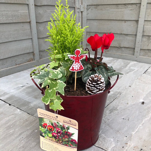  Planted  Arrangement Christmas Red  Pot  Coolings Garden 