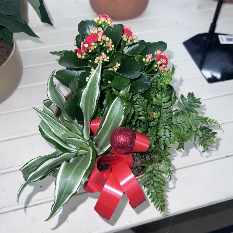 Indoor Christmas Planted  Arrangement Red  Pot  18cm 