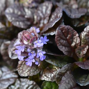 Ajuga reptans 'Braunherz' 1L