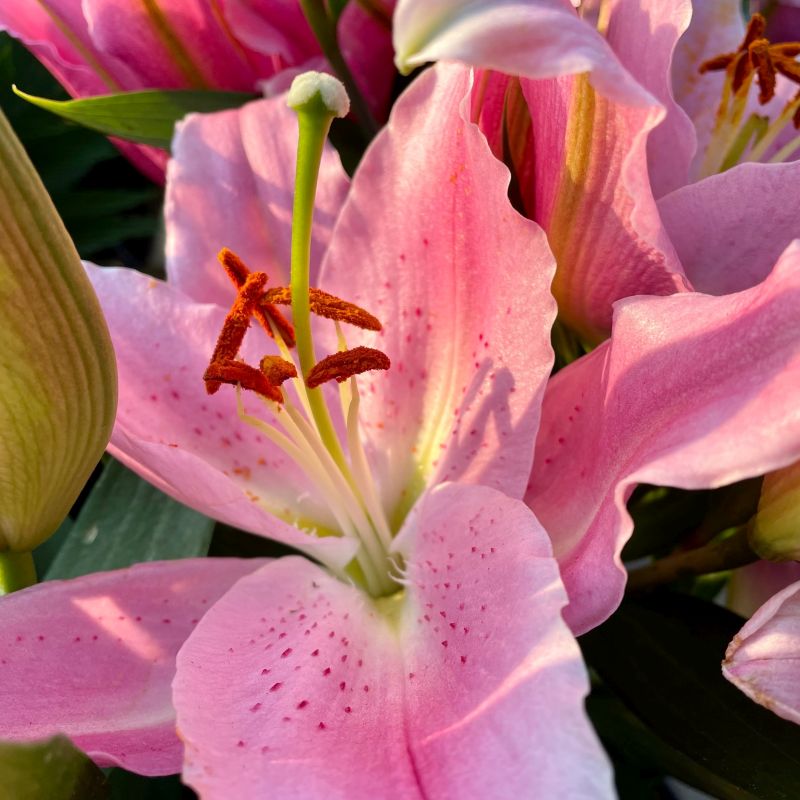 Light Pink Oriental Lily 