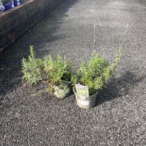 Lavandula angustifolia 'Blue Spear' 2L