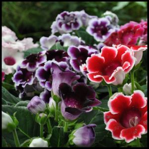 Sinningia (syn. Gloxinia) Mix (13cm Pot)