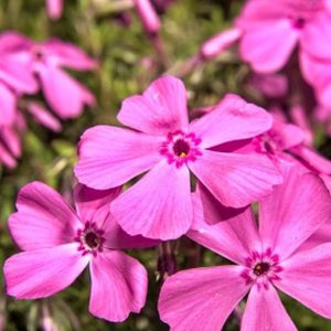 Phlox subulata 'Scarlet Flame' (9cm Pot)