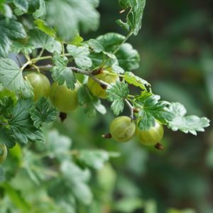 Gooseberry Ribes 'Mucurines' 3L