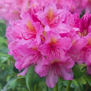 Rhododendron 'Sternzauber' (AGM