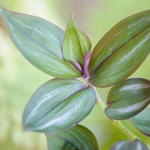 Tradescantia zebrina 'Purpusii' (12cm Pot)