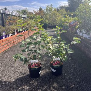 Hydrangea paniculata 'Fraise Melba' 3L