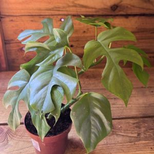 Monstera minima (syn 'Rhaphidophora tetrasperma') Compact (12cm Pot)