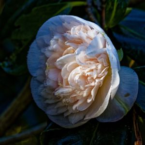 Camellia japonica 'Mrs D W Davis' 3L