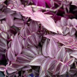 Tradescantia 'Purple Passion' 1L