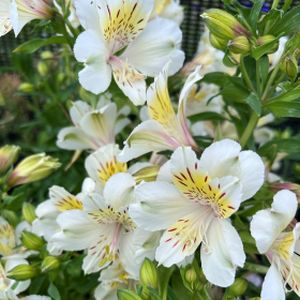 Alstroemeria 'Silvester' 3L