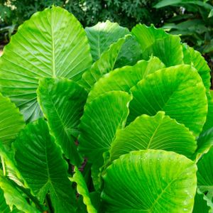 Alocasia Gageana 'California' (21cm Pot)