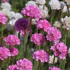 Armeria 'Abbey Deep Rose' 1L