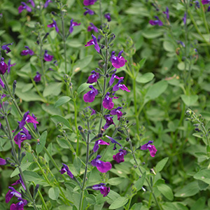 Salvia 'Amethyst Lips' 1L