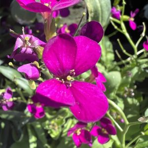 Arabis 'Little Treasure Deep Rose' 1L