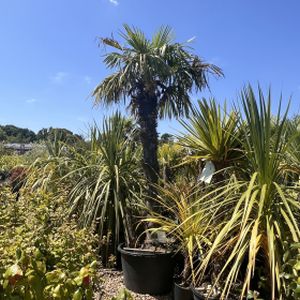 Trachycarpus fortunei (AGM) 160L